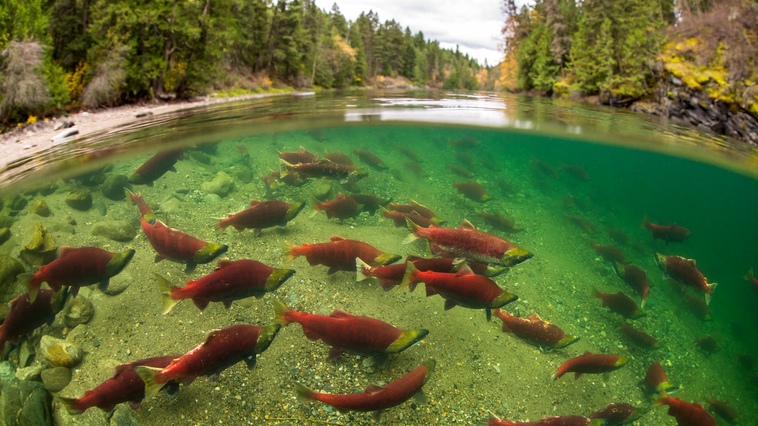 School of sockeye salmon swimming in a clear river