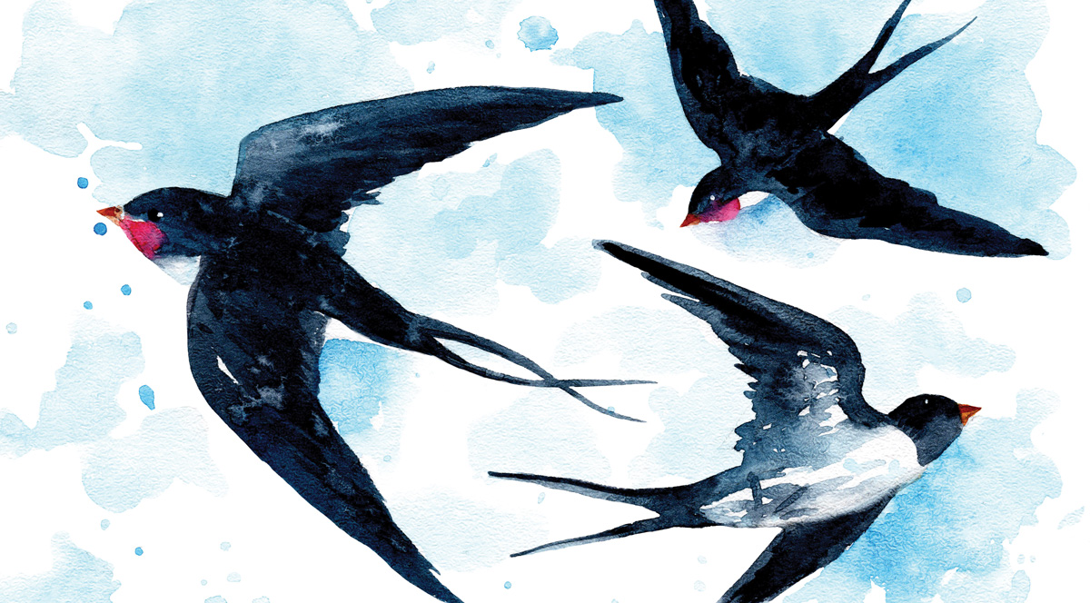 Watercolour illustration of three swallows in flight