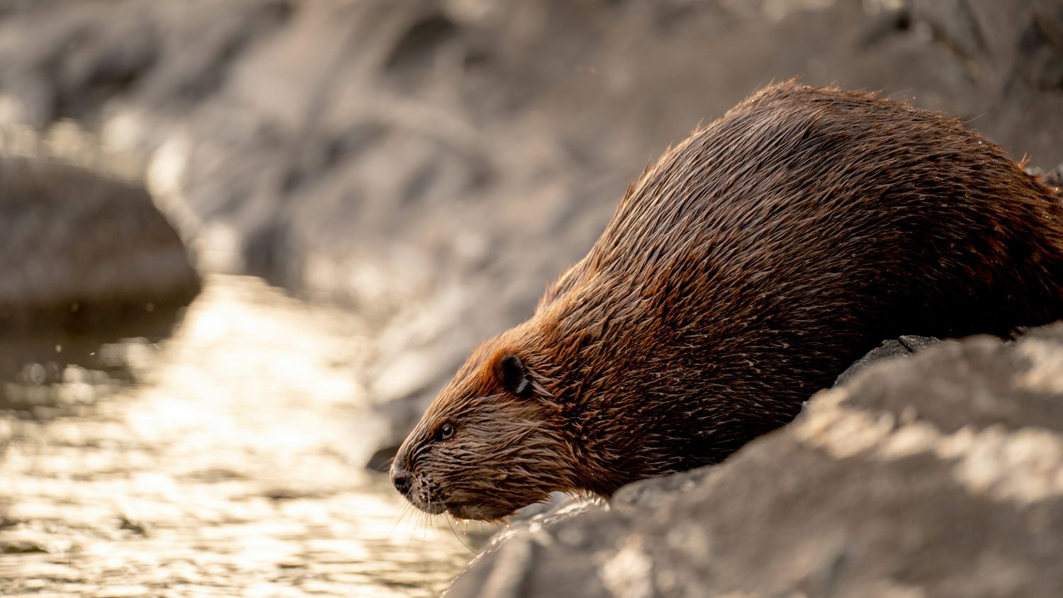 A beaver climbing over rocks beside a river